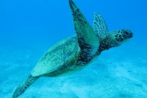 sea turtle swimming through waters