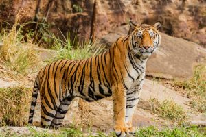 tiger in reserve