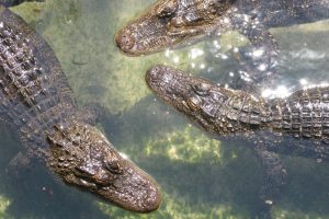 st augustine alligator park